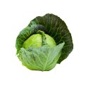 Kapusta