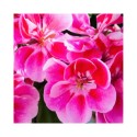 Nawozy do pelargonii
