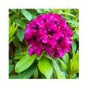 Nawozy do rododendronów