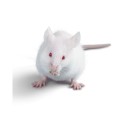 Mysz